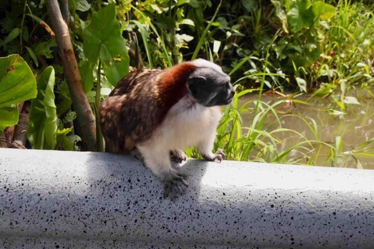 seekor burung berdiri di atas langkan