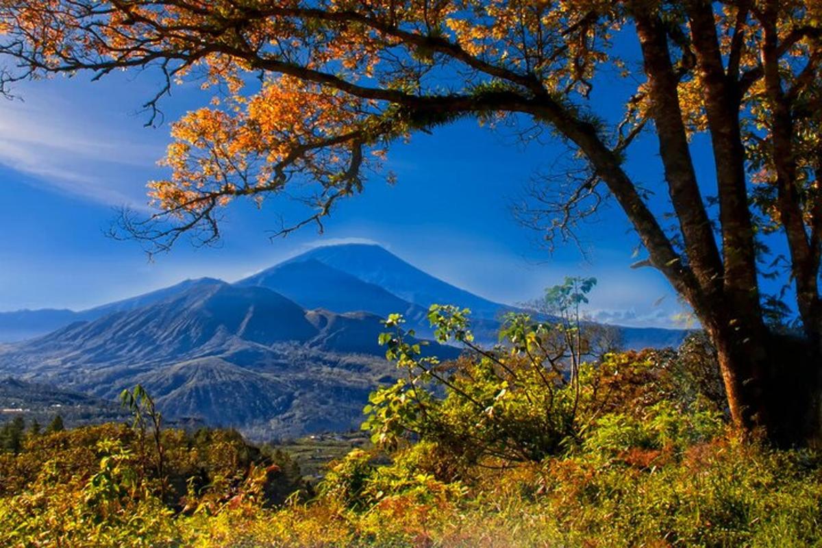 a mountain in the distance with a tree in the foreground