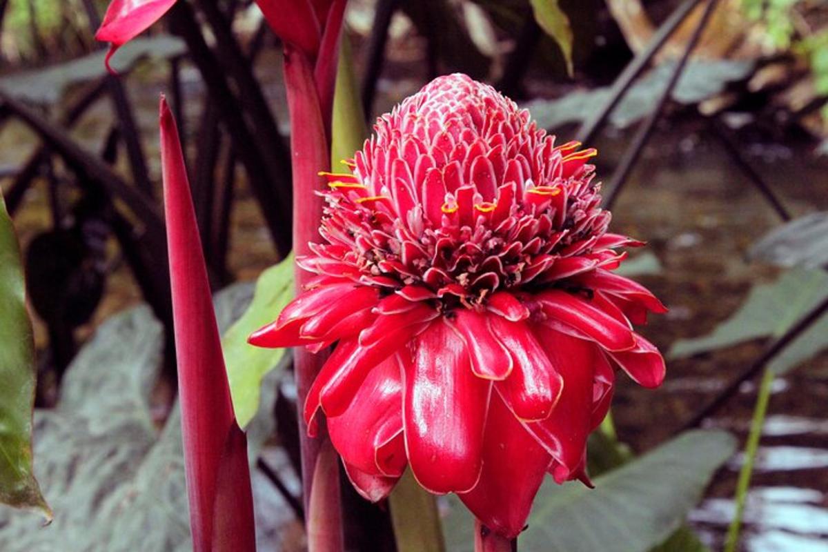 a red flower is growing on a plant