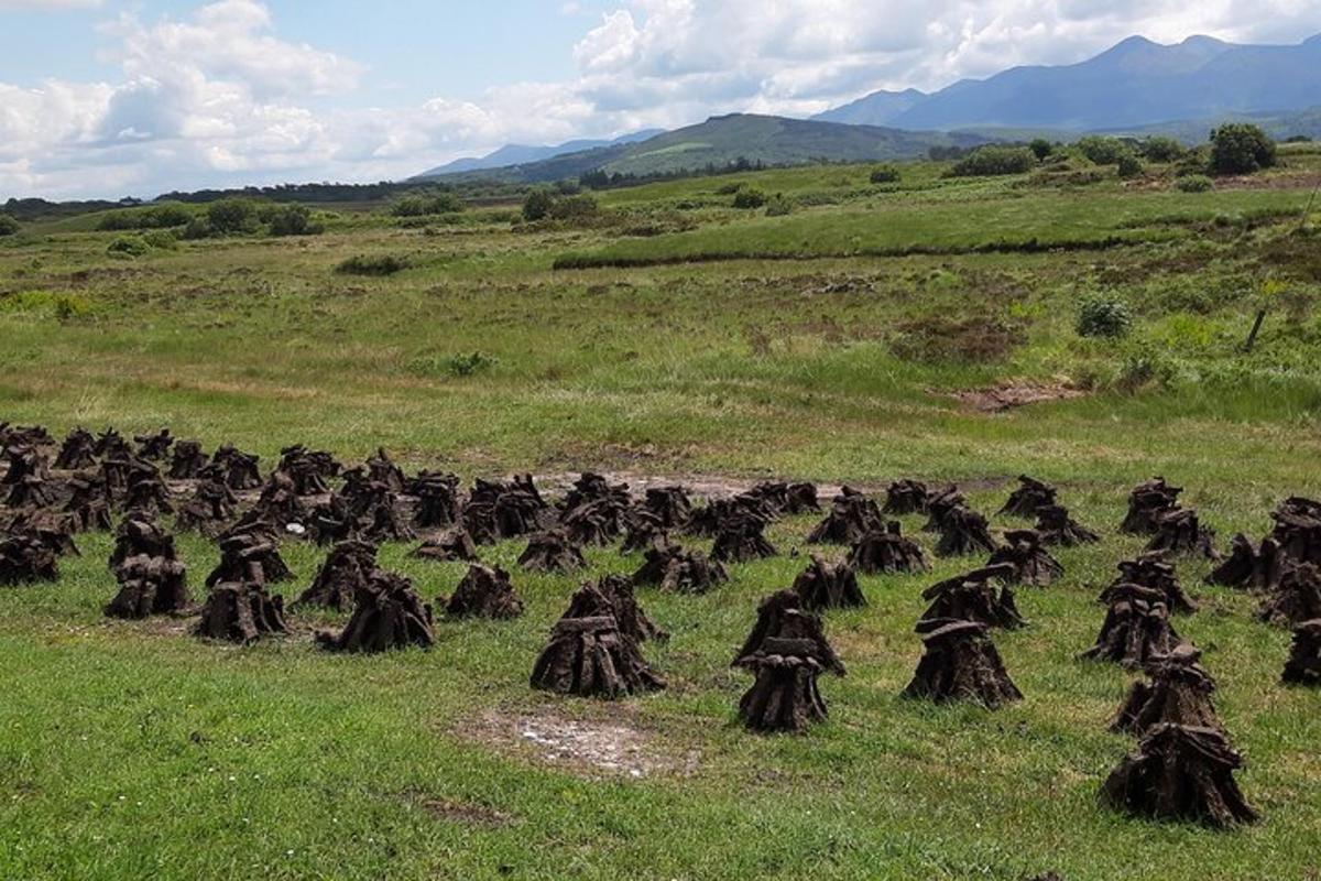 Un gran grupo de pájaros sentados en un campo