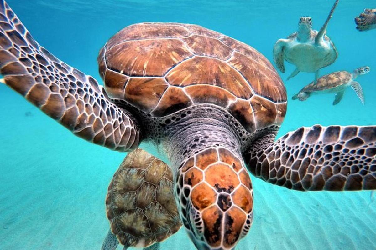 a green sea turtle swimming in the water