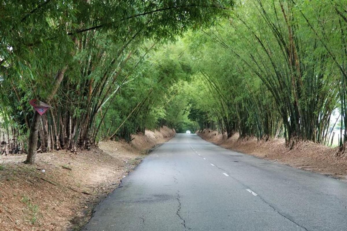 jalan kosong dengan pepohonan di kedua sisinya