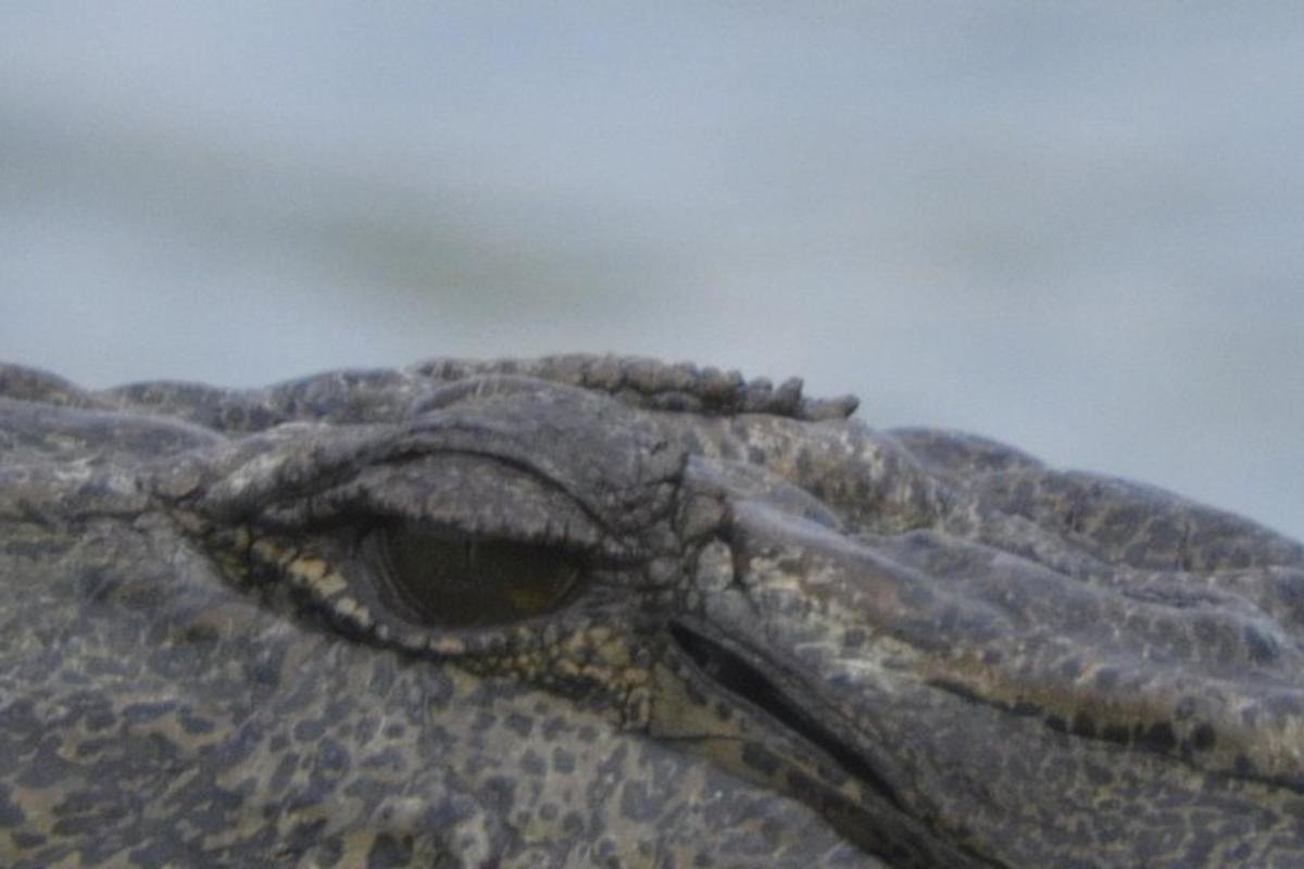 a close up of the head of an alligator