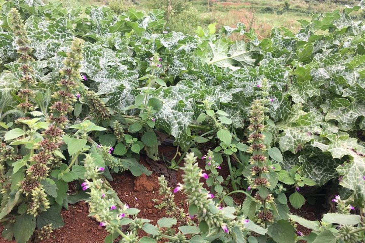a garden with lots of plants with purple flowers
