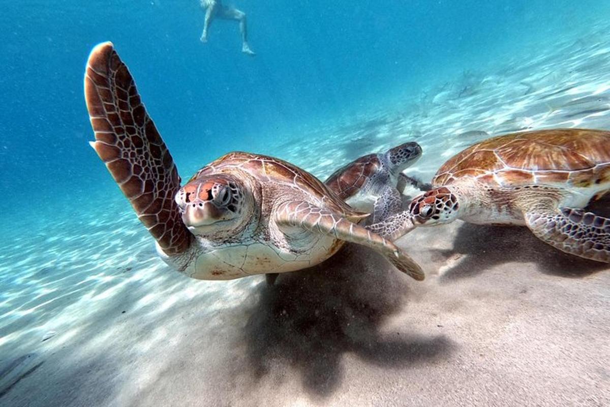 Lankytinos vietos ar pramogos nuotrauka numeris 3