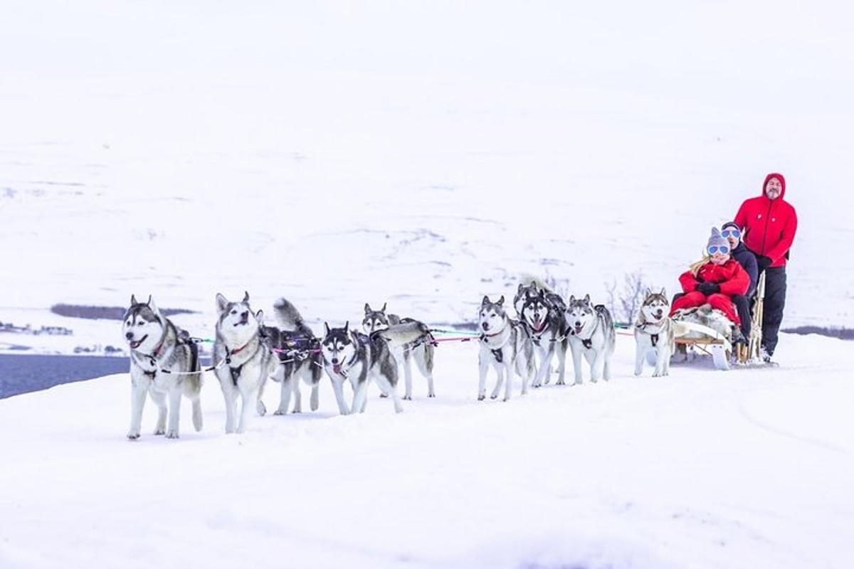 ein Husky-Team zieht einen Schlitten im Schnee
