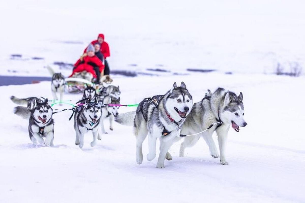 eine Gruppe von Hunden zieht eine Person auf einem Schlitten im Schnee