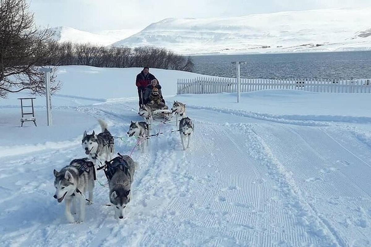 Un hombre en un trineo tirado por cuatro perros