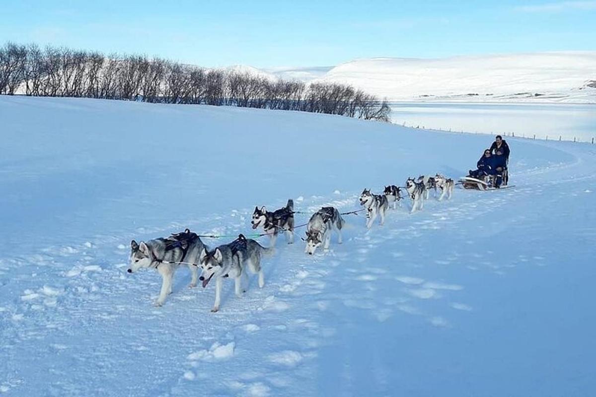 ein Rudel Hunde, die einen Schlitten im Schnee ziehen