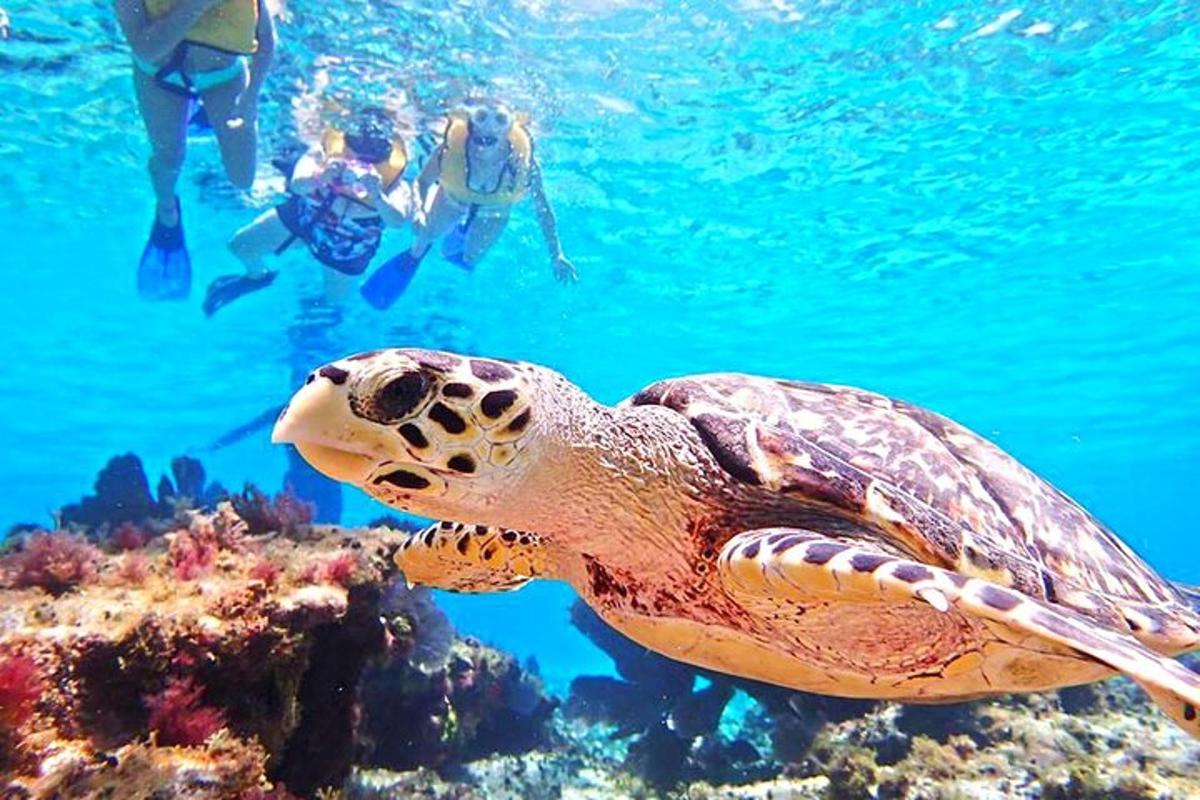 una tartaruga che nuota nell'oceano con persone che nuotano nell'acqua