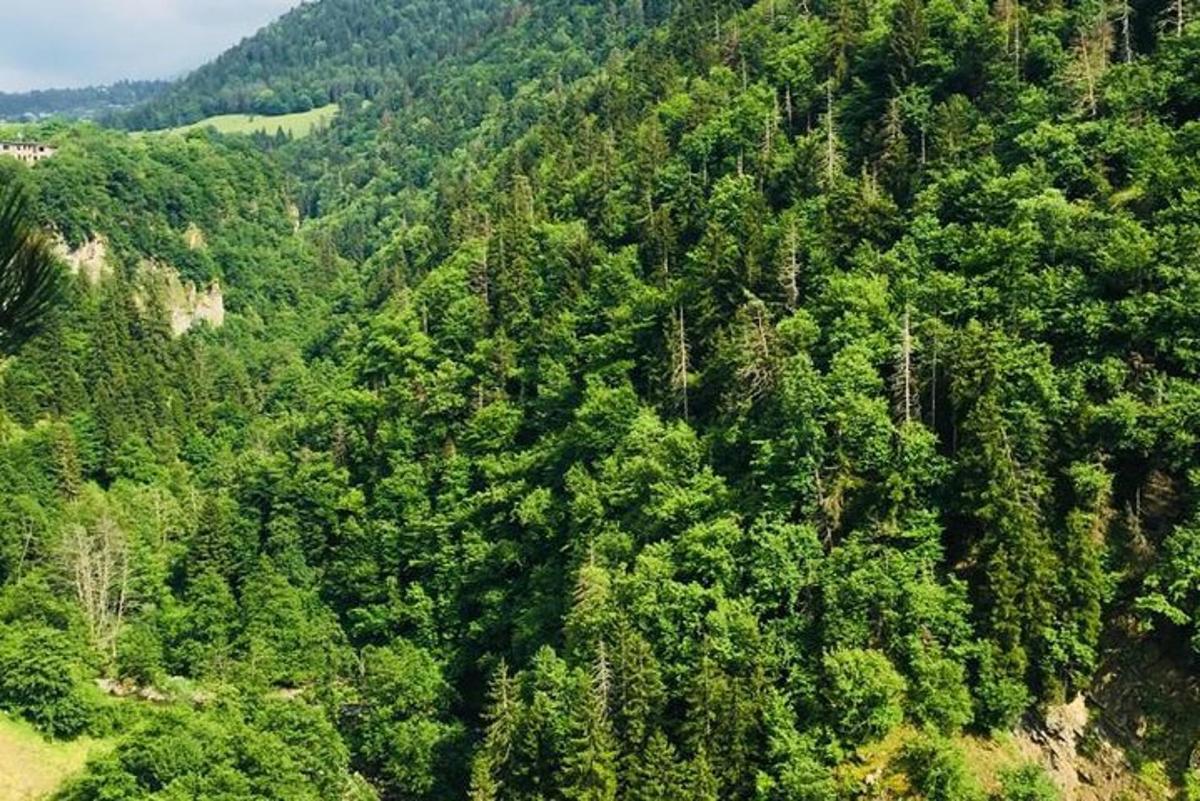 eine Draufsicht auf einen üppigen grünen Wald