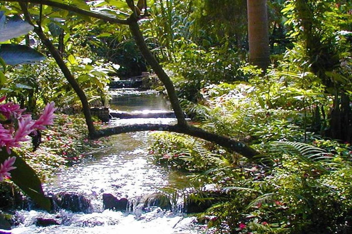 un arroyo en medio de un jardín con flores