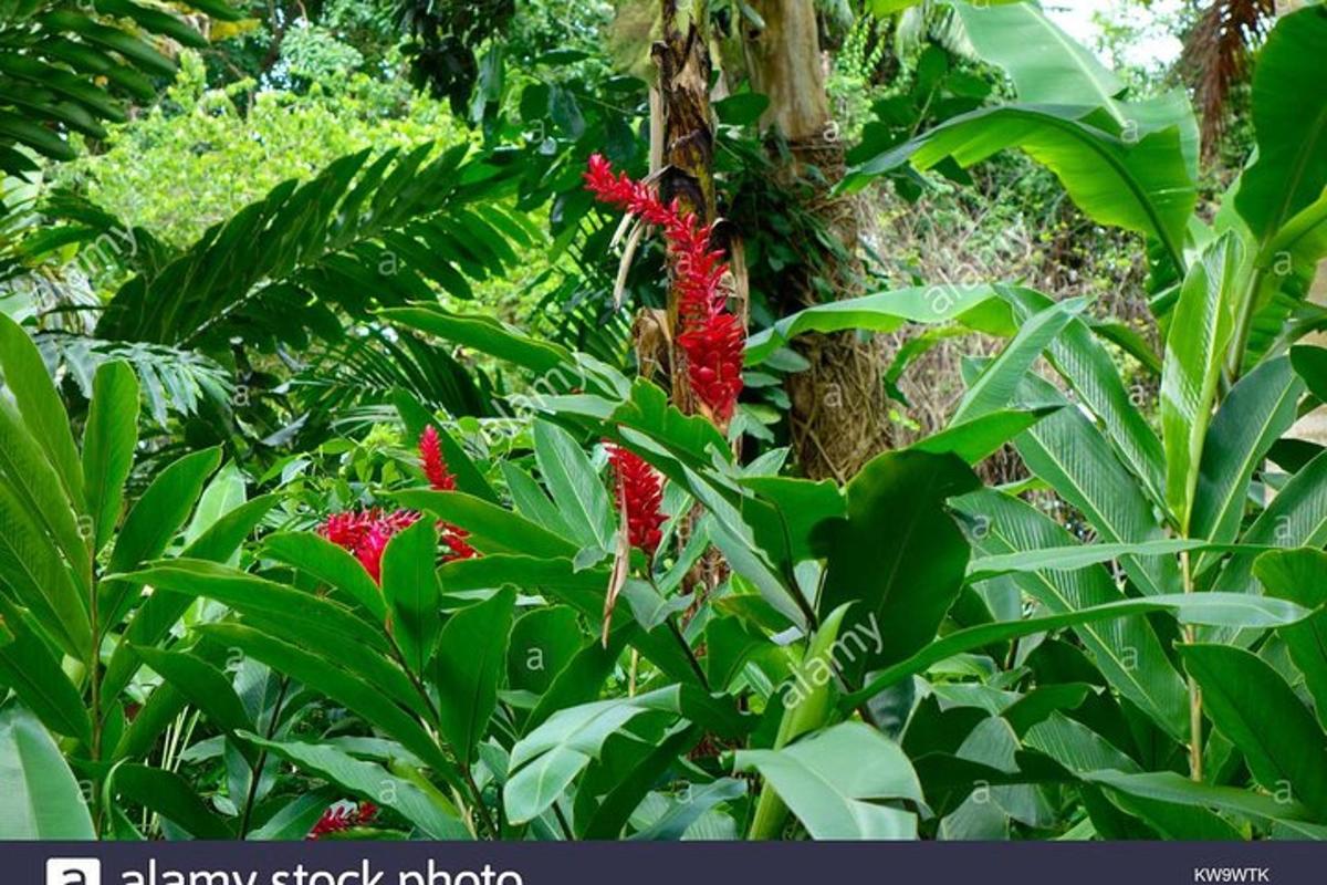 Un grupo de plantas con flores rojas en un bosque.