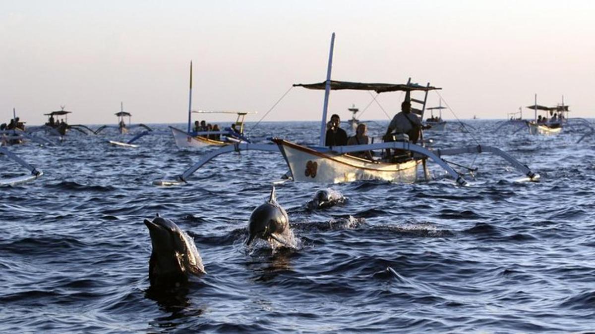 un gruppo di delfini in acqua accanto a una barca
