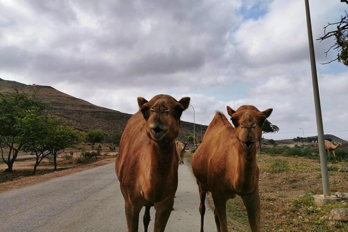 Lankytinos vietos ar pramogos nuotrauka numeris 4