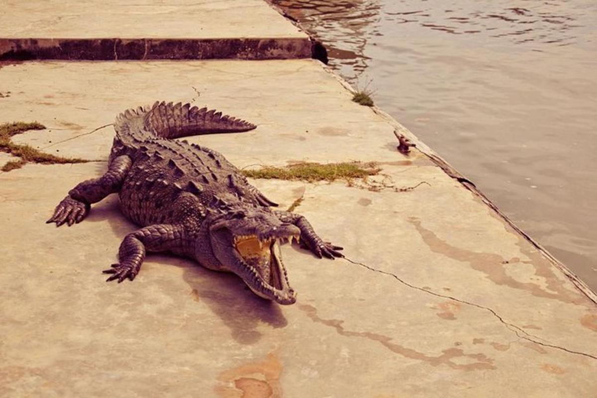 un coccodrillo sdraiato a terra vicino all'acqua