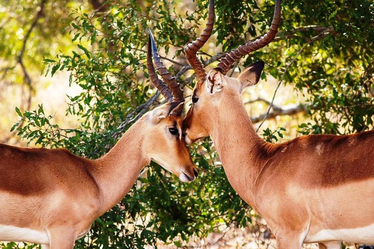 Lankytinos vietos ar pramogos nuotrauka numeris 7