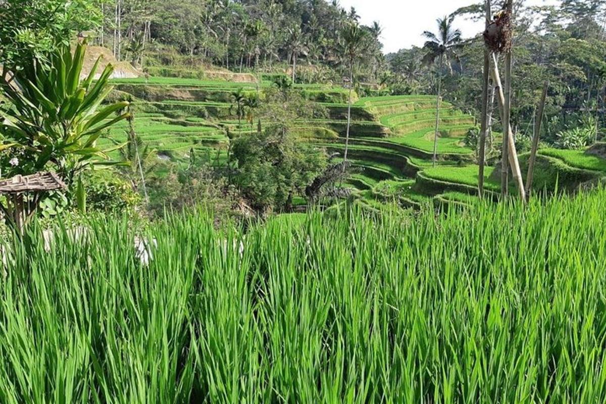 một cánh đồng cỏ xanh cao trước một ngọn đồi