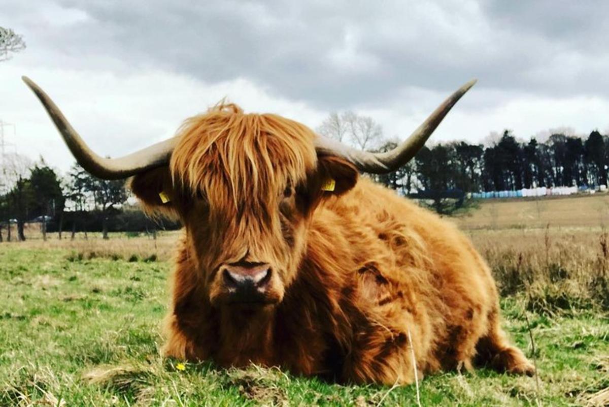 un toro marró amb banyes estirat en un camp