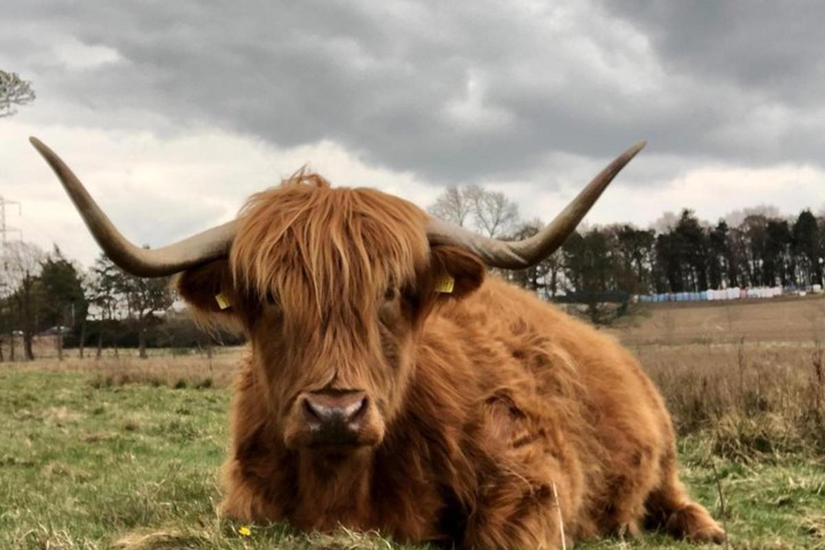 a brown bull with horns sitting in a field