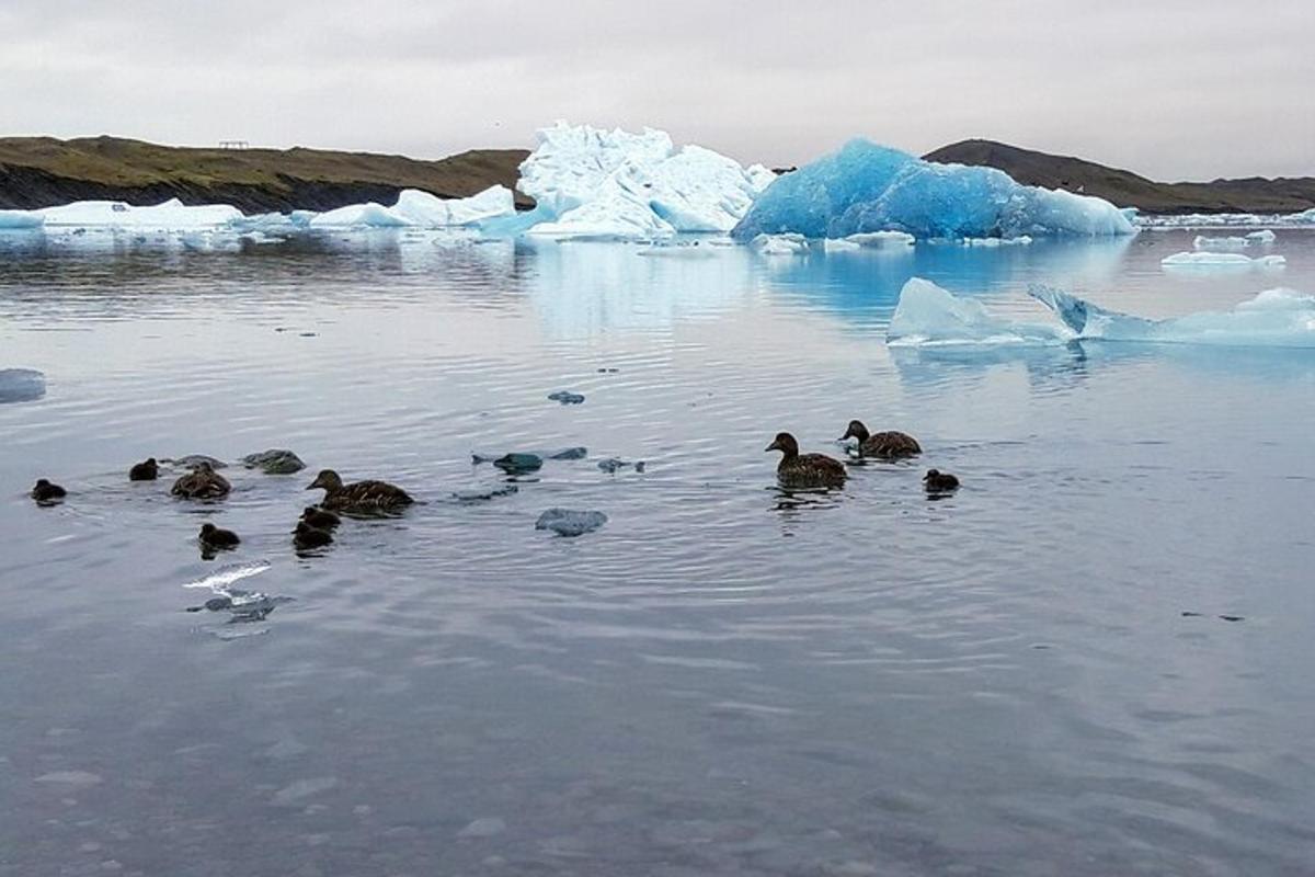 um grupo de patos na água perto de icebergs
