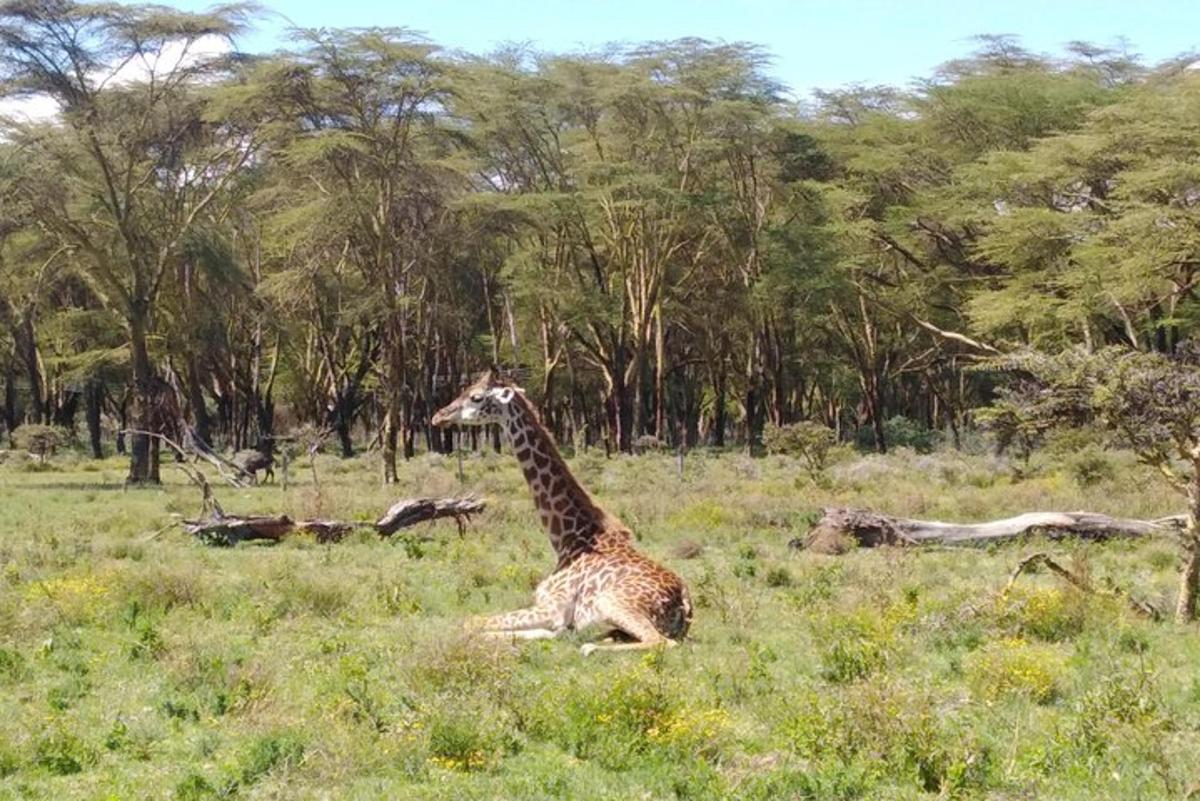 una giraffa sdraiata sull'erba in un campo