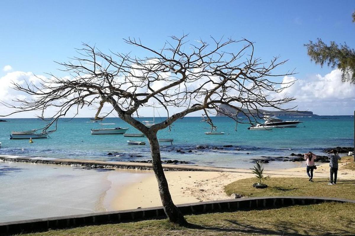 un arbre a la platja amb barques a l'aigua