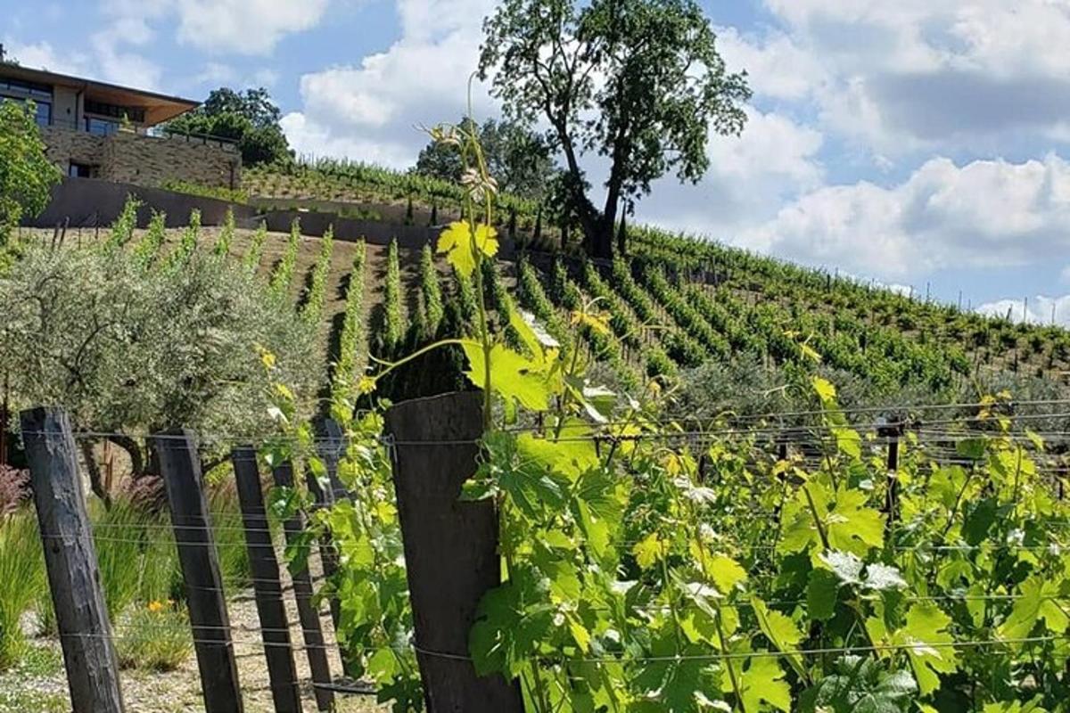 a fence in front of a field of vines