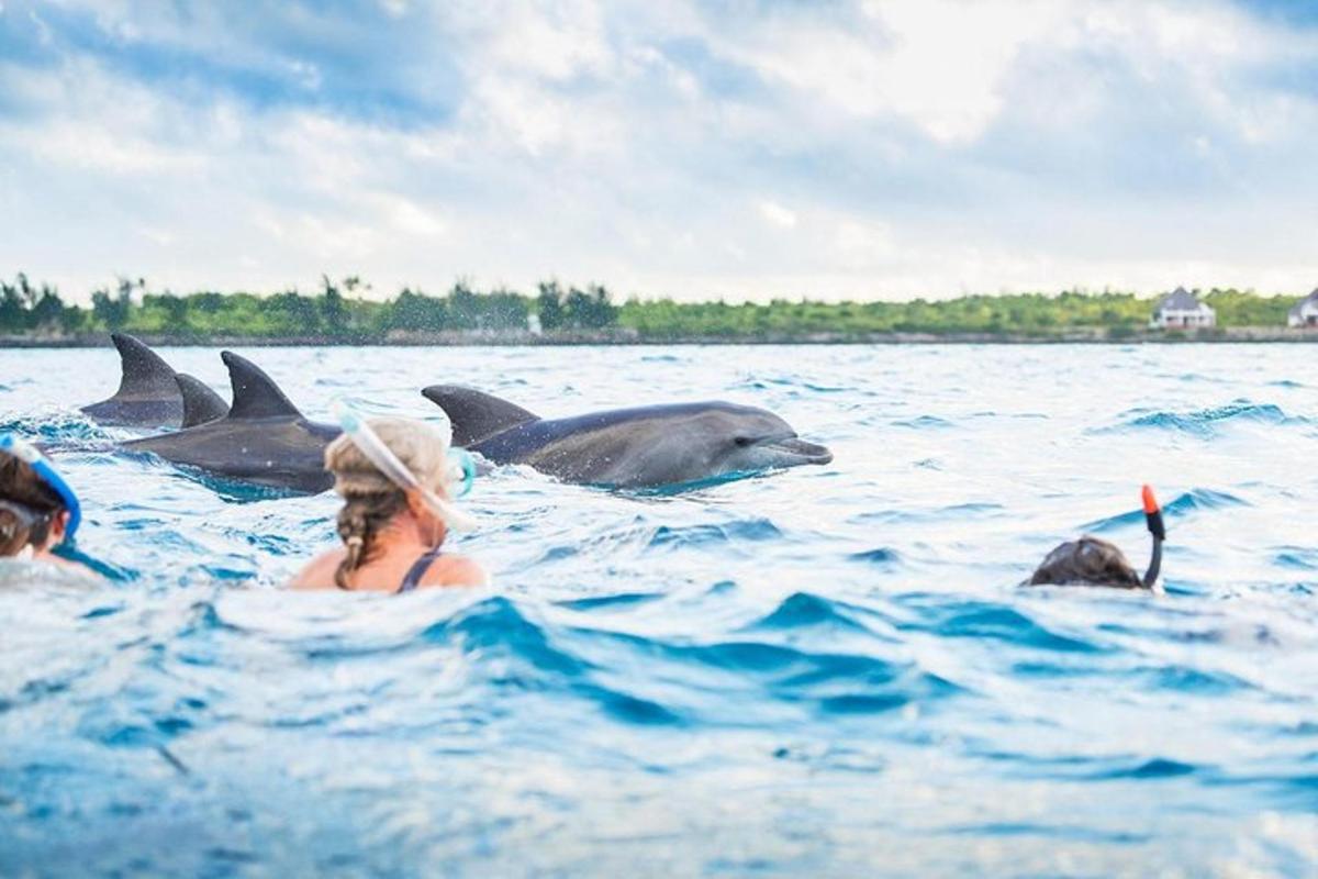 een groep dolfijnen die in het water zwemmen