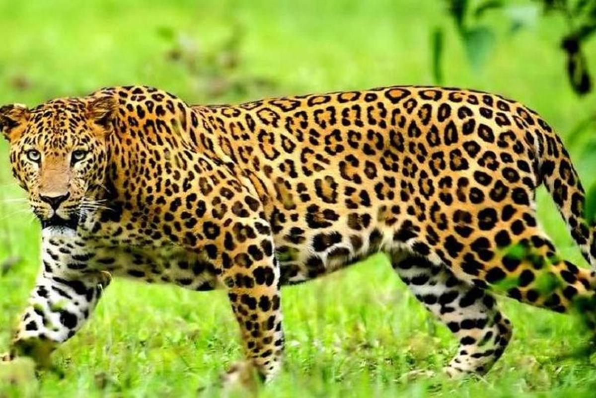 çimenlik bir alanda yürüyen bir jaguar