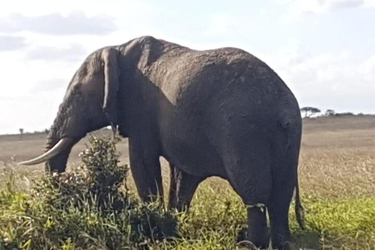 un elefant stând într-un câmp cu iarbă