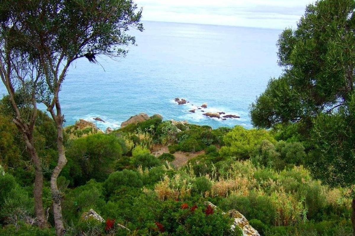 pemandangan lautan dari bukit dengan pepohonan