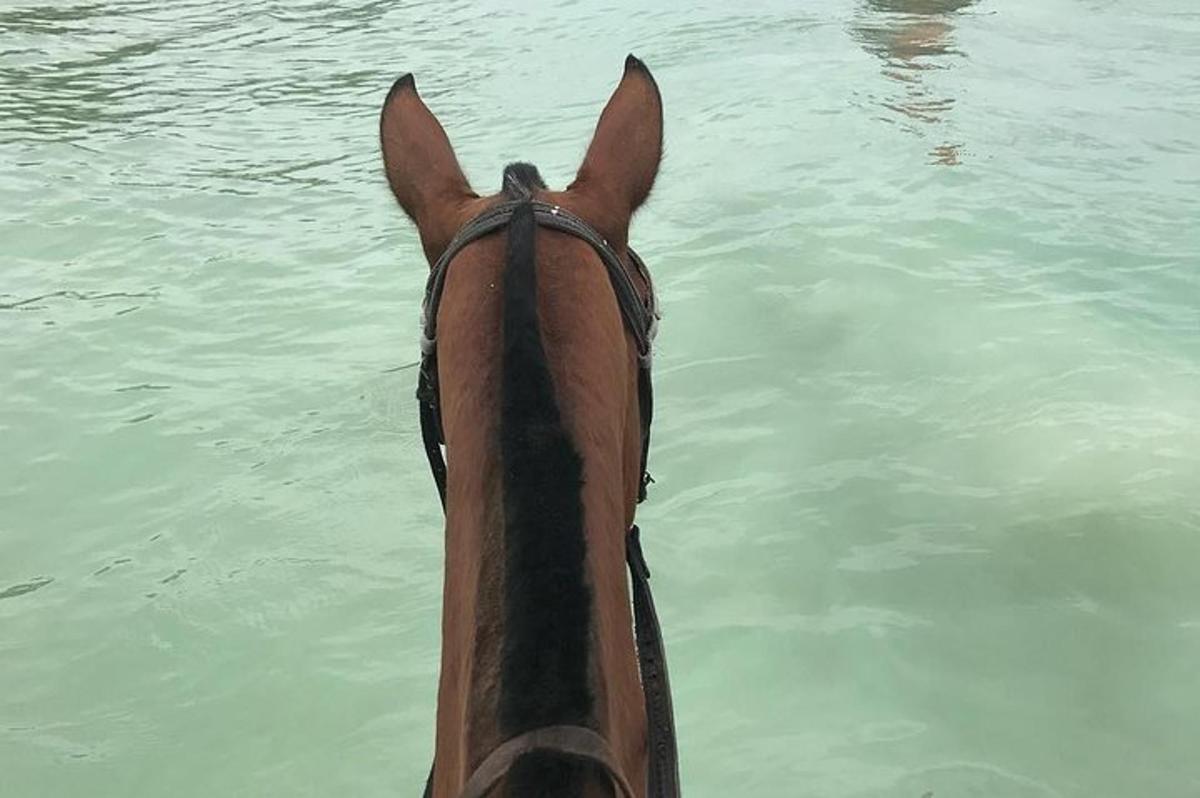 un primo piano di un cavallo che guarda l'acqua