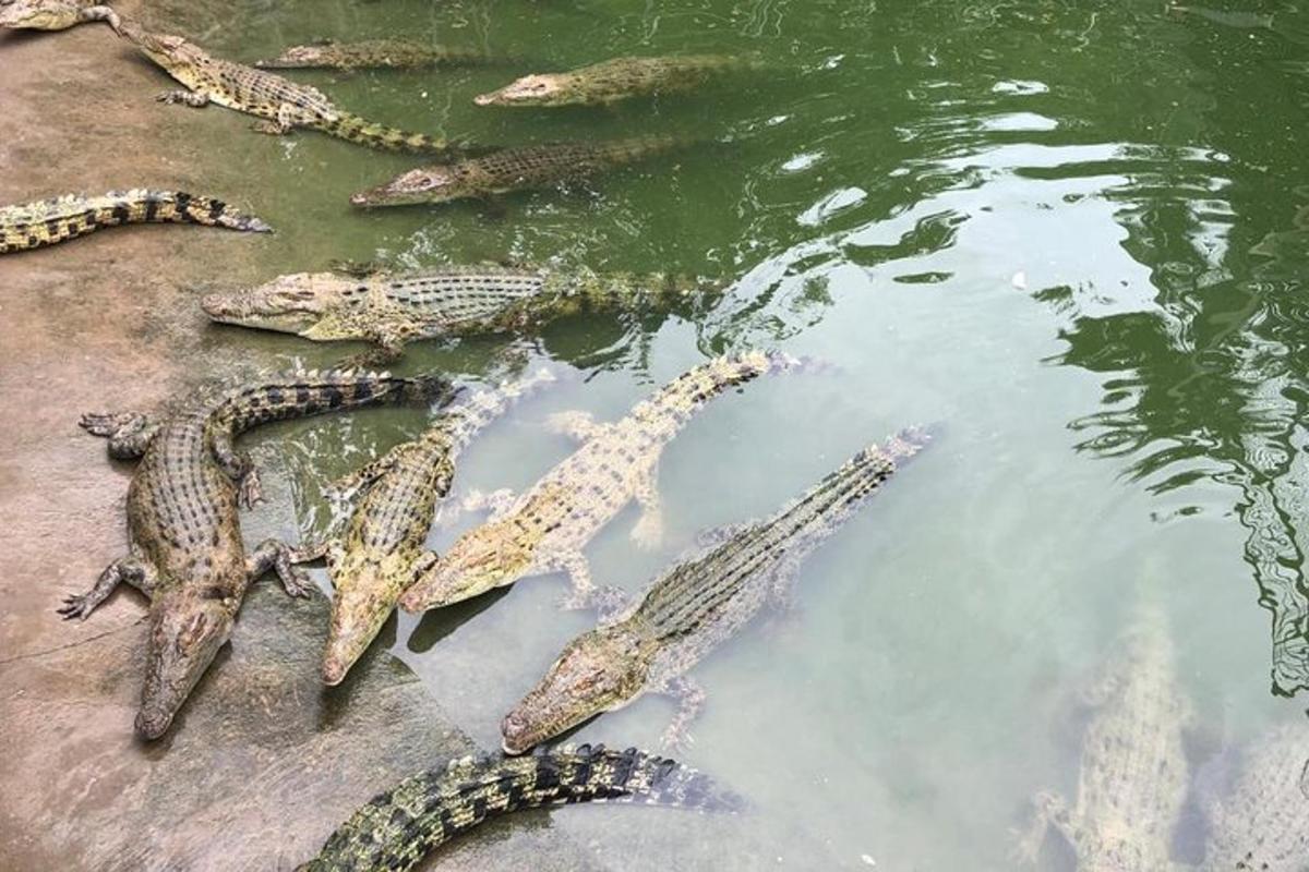 eine Gruppe von Alligatoren, die im Wasser liegen