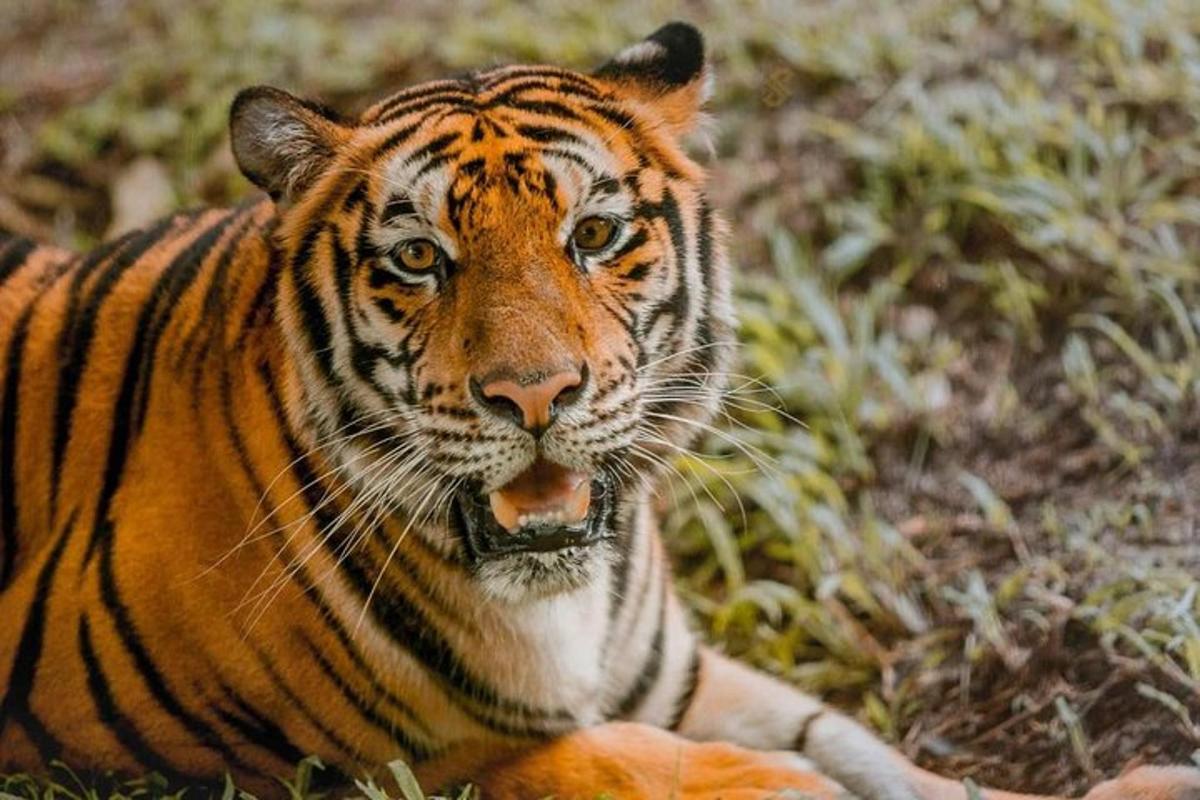 ein Tiger, der mit offenem Maul im Gras liegt