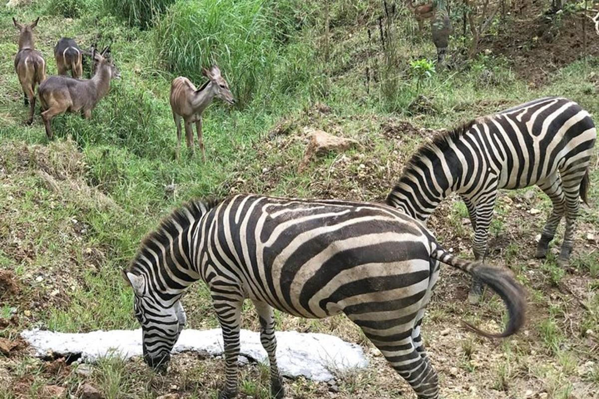 due zebre e altri animali in piedi in un campo