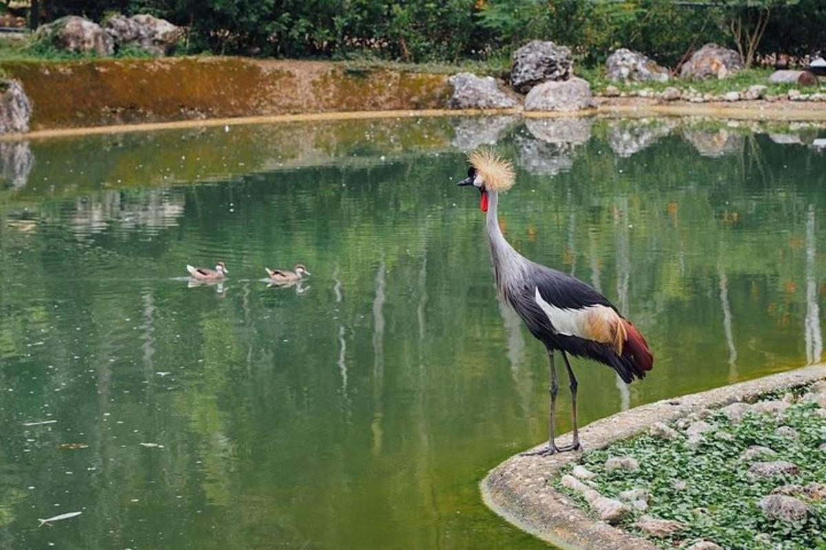 un uccello in piedi nell'acqua con due anatre