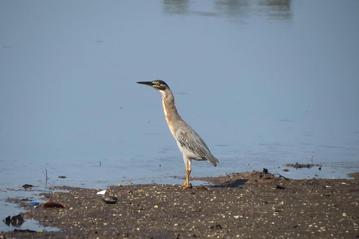 Un pájaro parado en una playa cerca del agua.