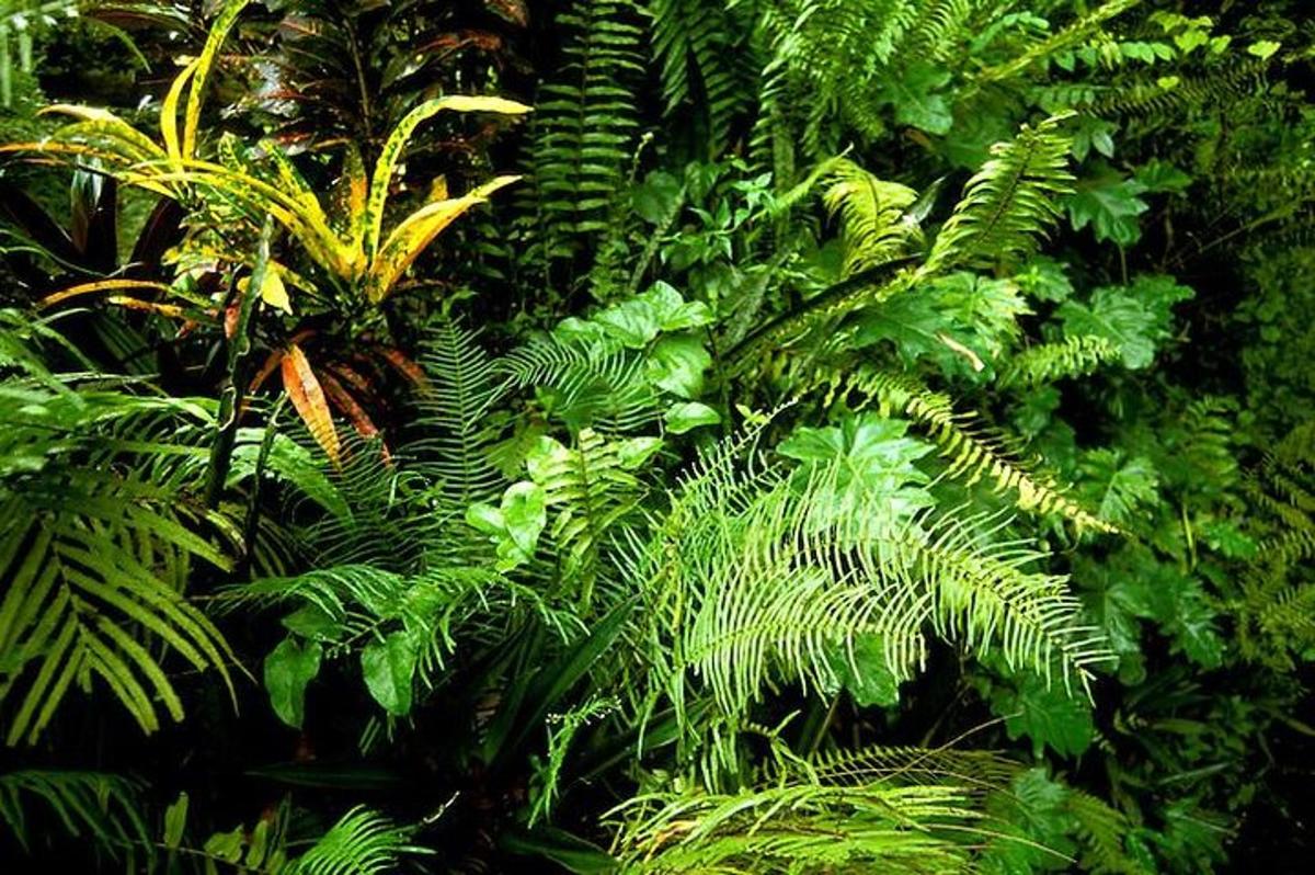 a bunch of green plants