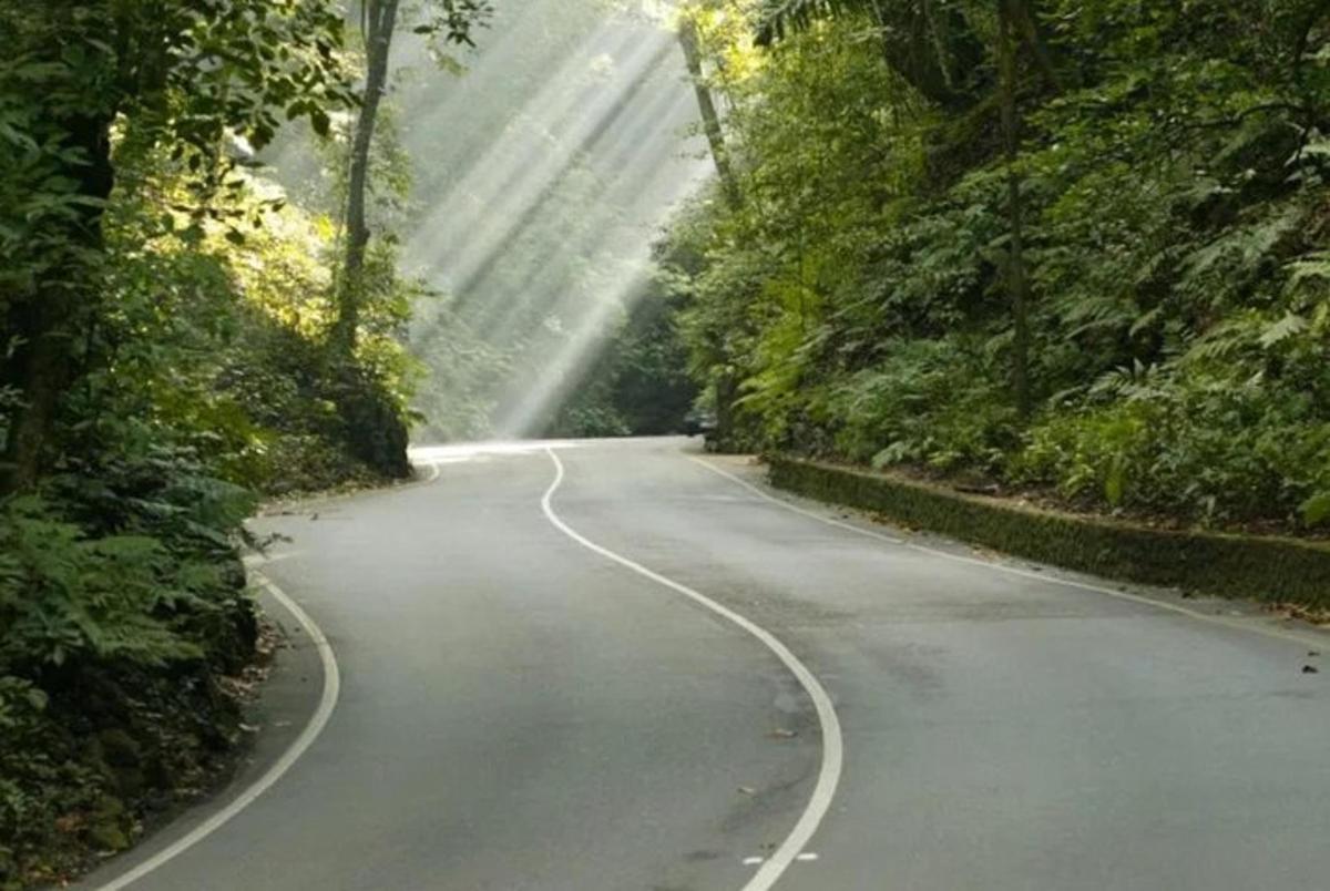 an empty road in the middle of a forest