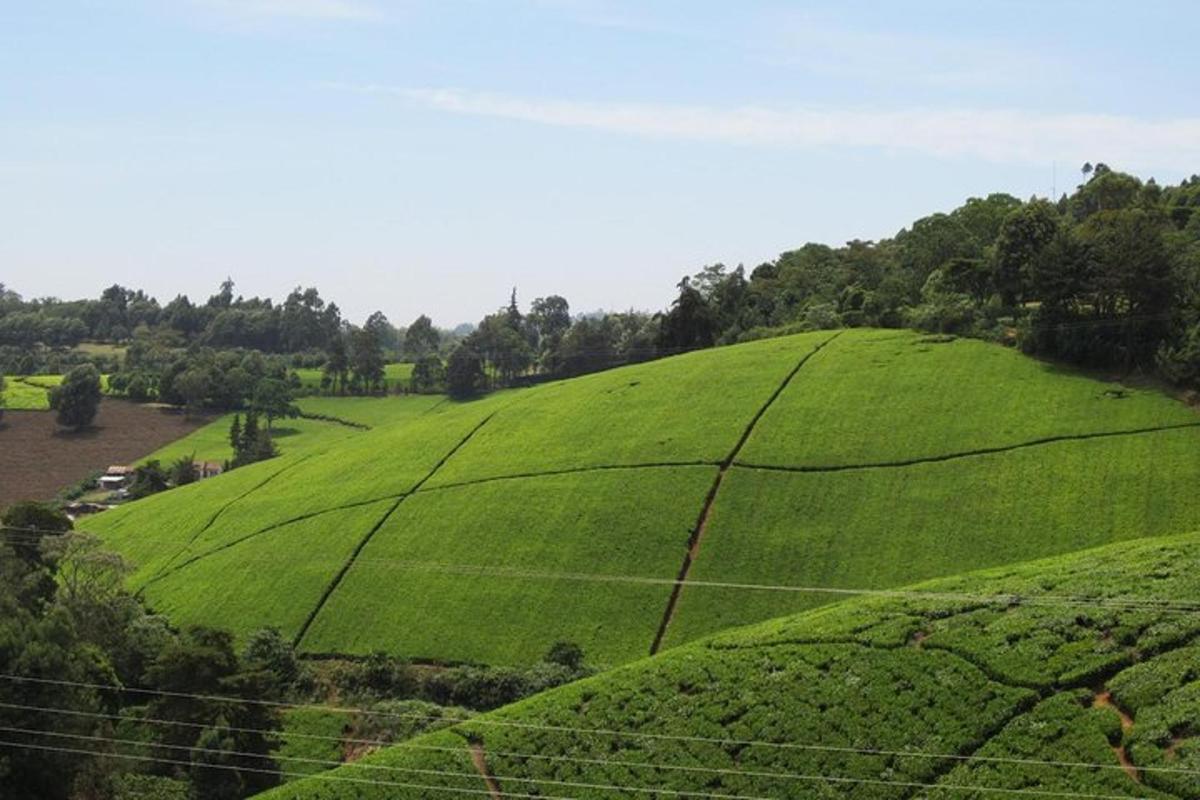 uma colina verde com árvores no topo