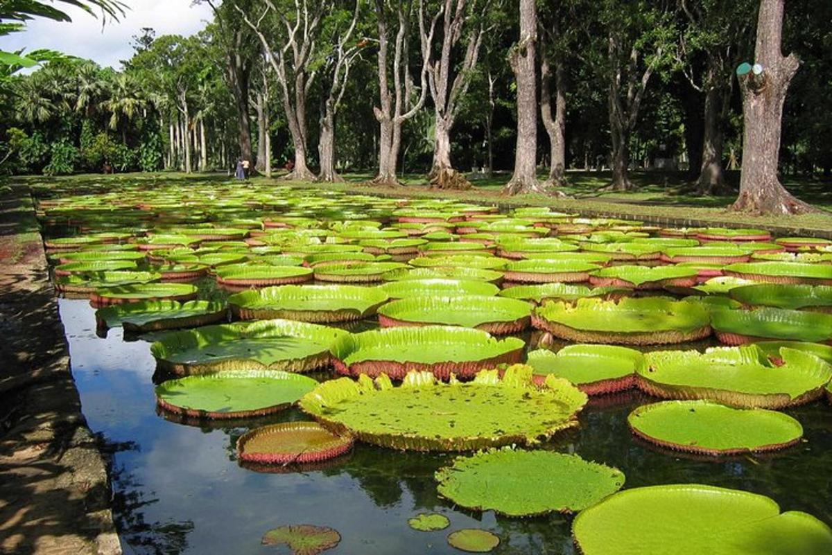 um grande lago cheio de lírios verdes