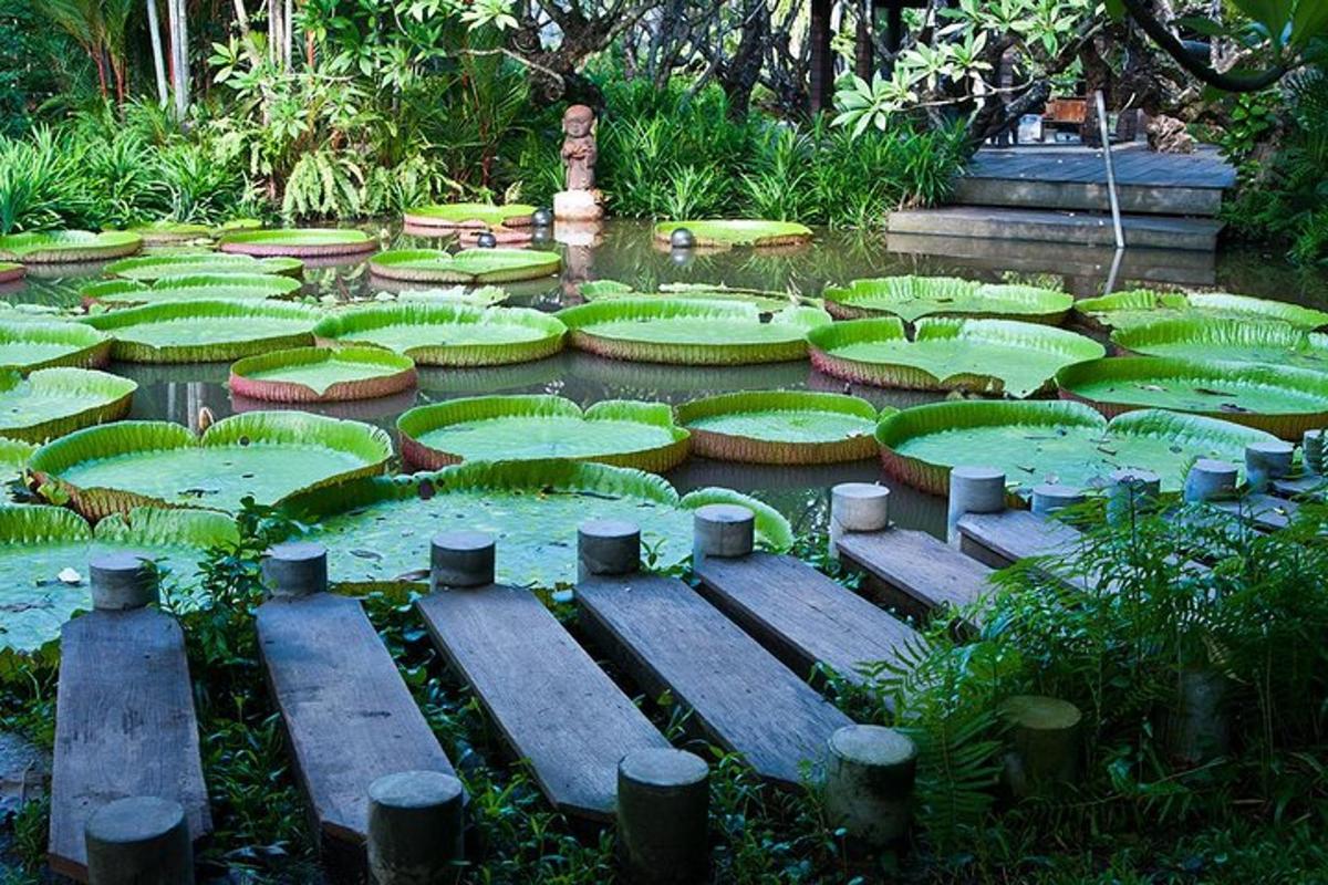 水の中に緑の睡蓮が咲く庭園