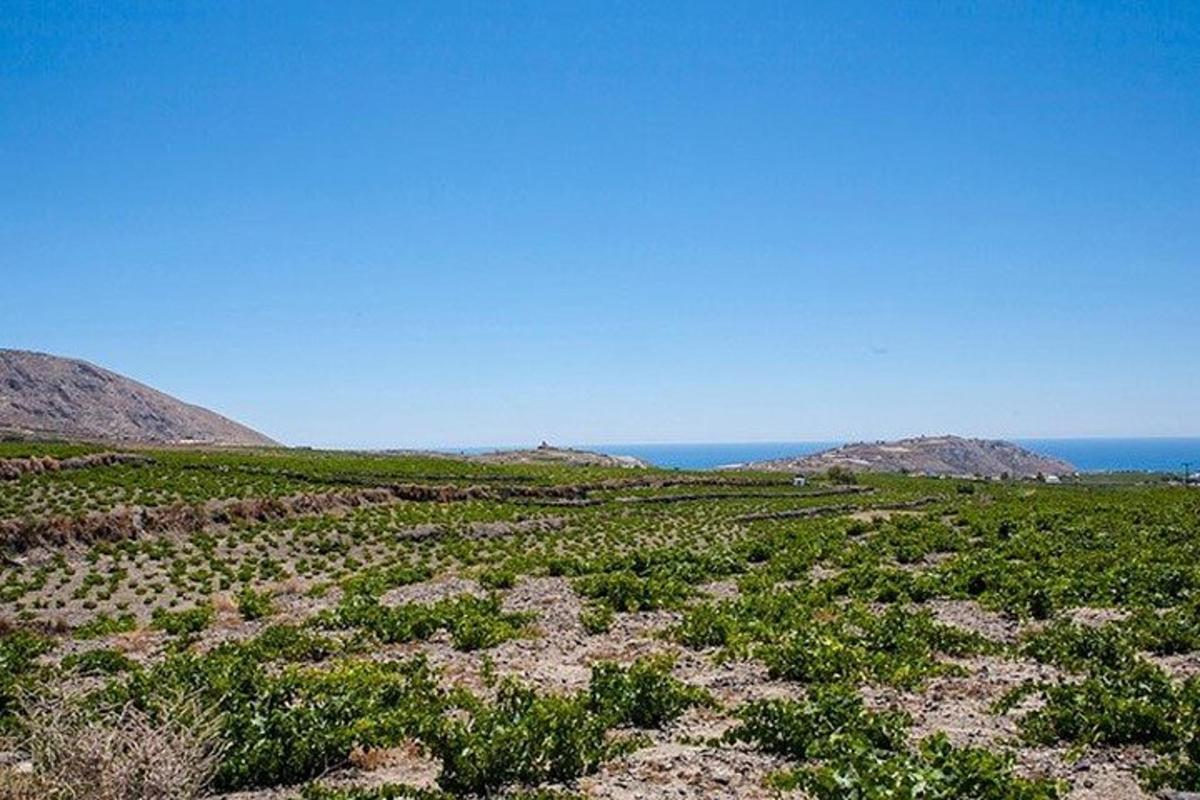 un campo verde con l'oceano sullo sfondo