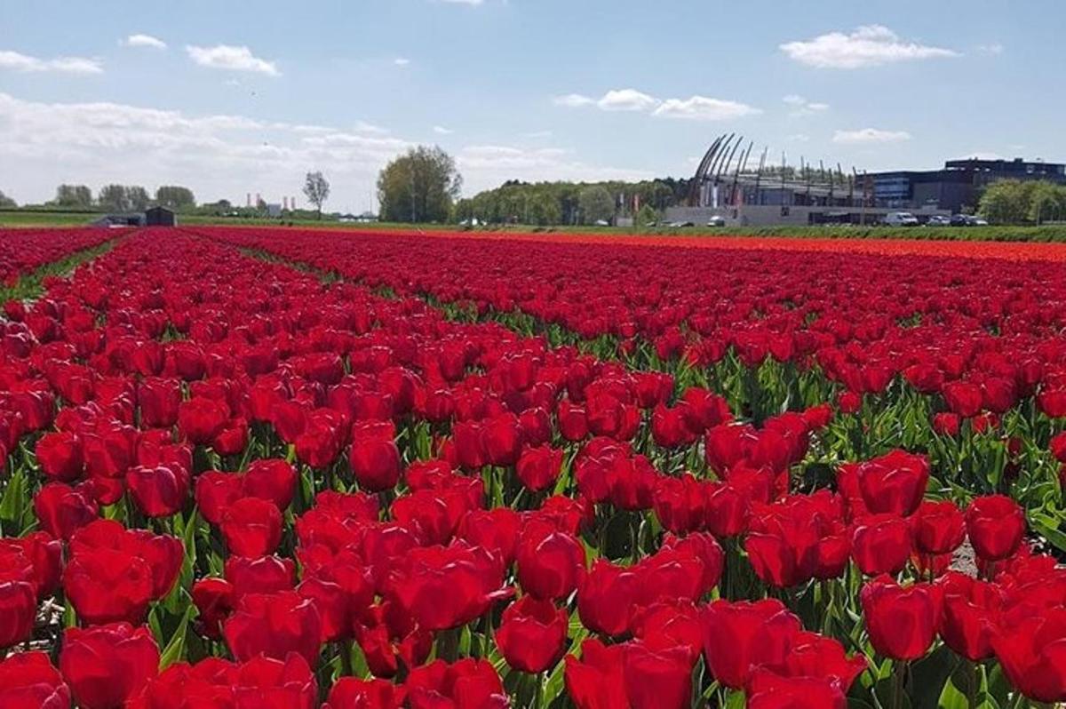 ein Feld mit roten Tulpen auf einem Feld