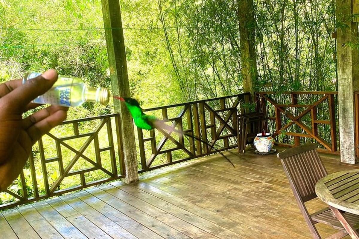 a person is feeding a green bird on a deck