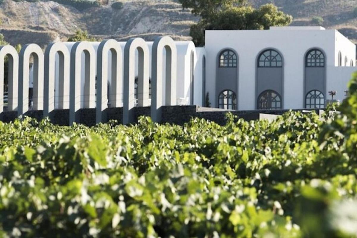 un vignoble avec un bâtiment blanc en arrière-plan