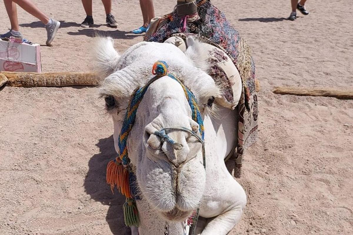 un camell blanc tirant d'un carro a la platja