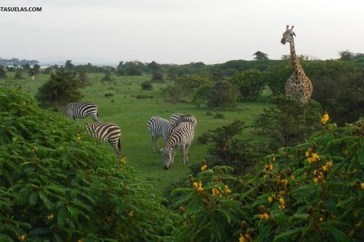 sekumpulan zebra dan zirafah di padang