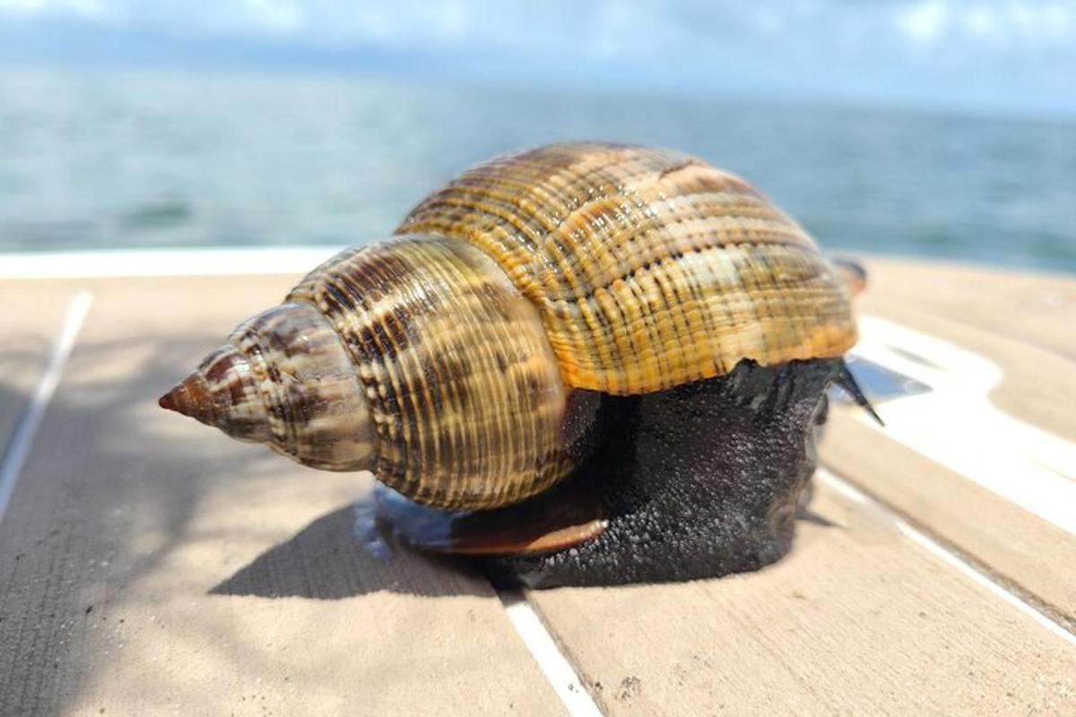 una lumaca è seduta sul lato di una barca